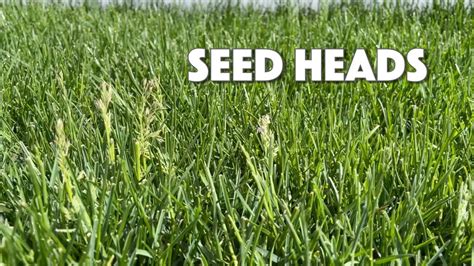 Black Beauty Magic Grass Seed: A New Dimension in Lawn Care